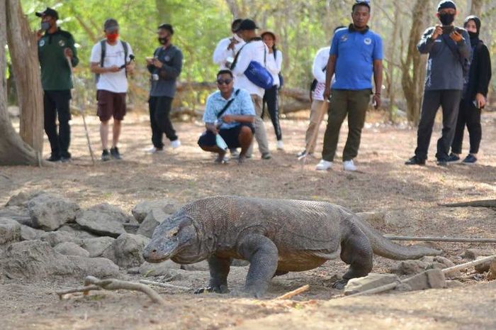 Harga Tiket Masuk Taman Nasional Komodo Rp3,75 Juta Pada Agustus 2022 ...