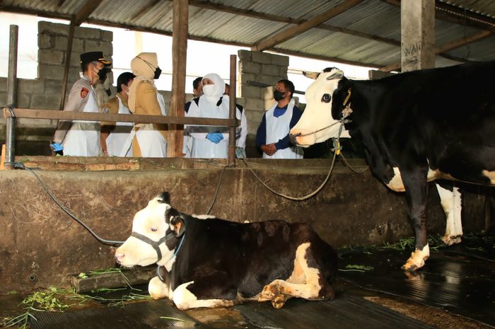 Biro Adm Pimpinan Pemprov Jatim] Gubernur Khofifah saat memantau pelaksanaan vaksinasi tahap II yang ditandai dengan dilakukanya re-vaksinasi sapi perah di Dusun Wonorejo Desa Tulungrejo Kecamatan Bumiaji Kota Batu.