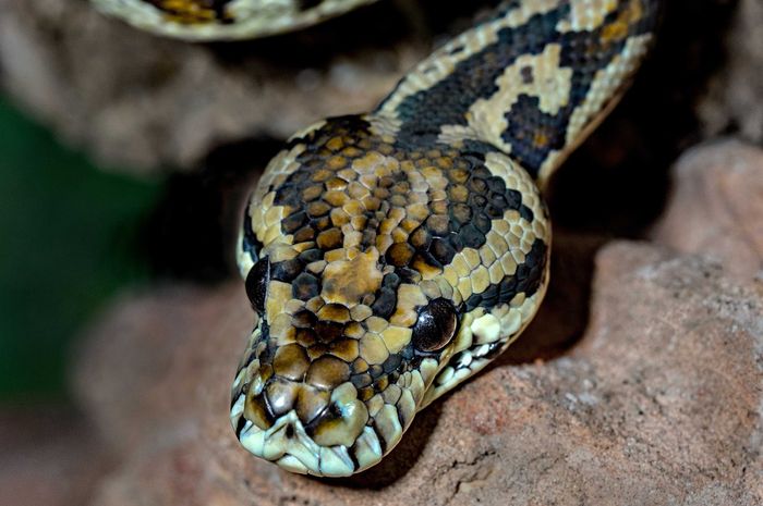 Ilustrasi arti mimpi dililit ular.