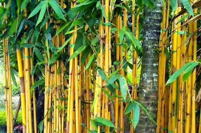 Bambu kuning sebagai jenis pohon tangkal gangguan ghaib dan santet