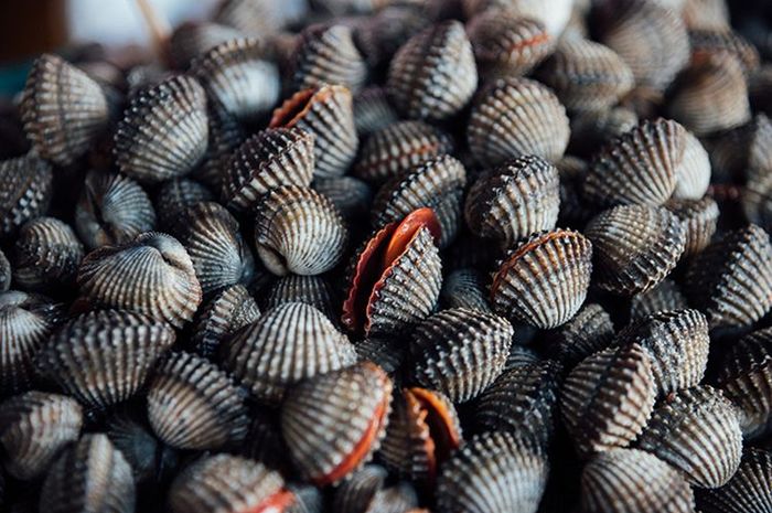 Ke Rang Simak Baru Tahu! Ternyata Kerang Bisa Berbahaya Jika Dikonsumsi Orang dengan ...