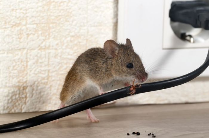 Ilustrasi Cara Ampuh dan Cepat Mengusir Tikus di Rumah