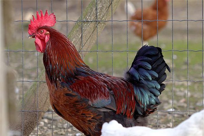 10 Arti Mimpi Ayam Jago yang Membawa Kabar Baik dan Kabar Buruk - Sonora.id