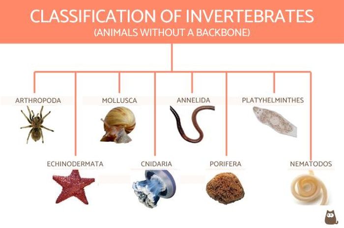 9 Perbedaan Hewan Vertebrata dan Invertebrata yang Perlu Diketahui