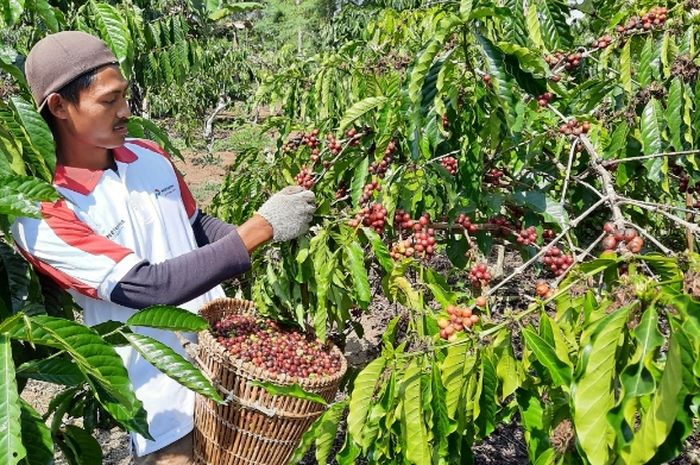 Petani Kopi di Tranggamus, Lampung sedang memanen kopi hasil binaan PT Pertamina Geothermal Energy.