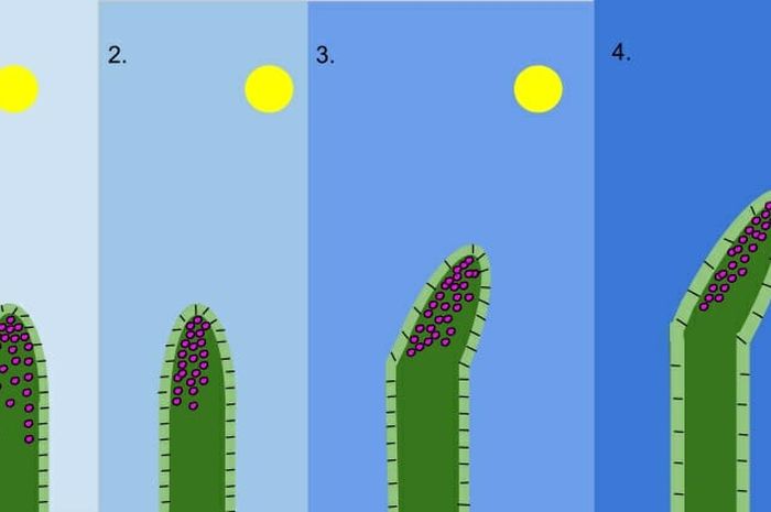 11 Fungsi Hormon Auksin Pada Tumbuhan Untuk Menunjang Perkembangan ...