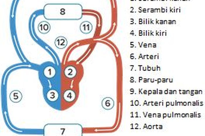 Mengetahui 4 Komponen Darah Dan Fungsinya Bagi Tubuh Manusia Sonora Id