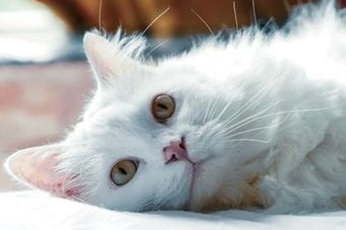 Ilustrasi Kucing Putih