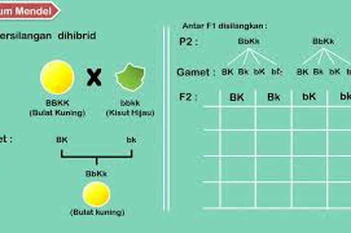 Persilangan Monohibrid Dan Dihibrid Pengertian Dan Contohnya Sonora Id