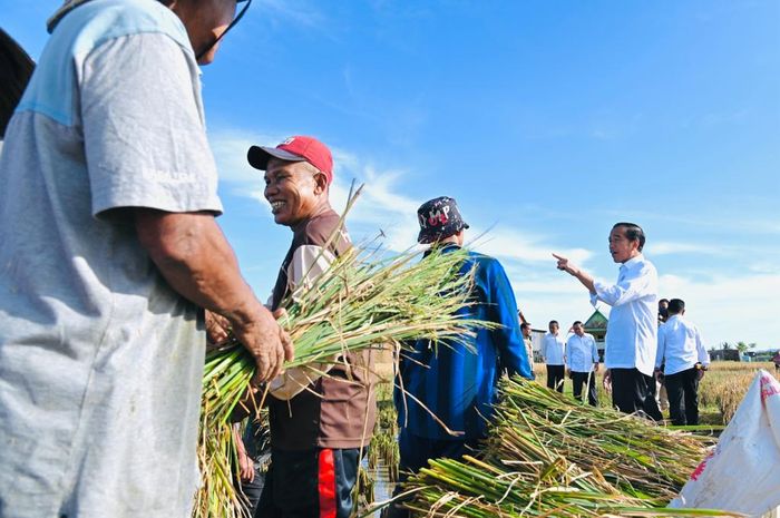 Presiden Jokowi meninjau panen raya padi di Kabupaten Maros