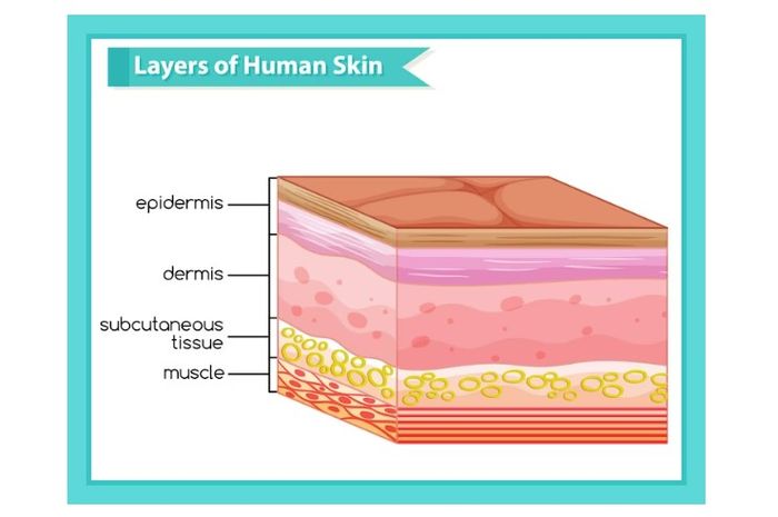 Struktur Kulit Manusia Beserta Fungsinya Epidermis Dermis Hipodermis Sonoraid