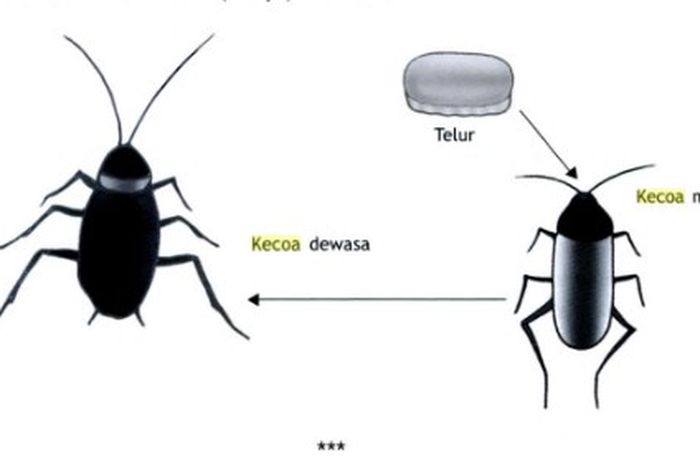 Daur Hidup Kecoa Mulai Dari Telur Hingga Kecoa Dewasa Sonora Id