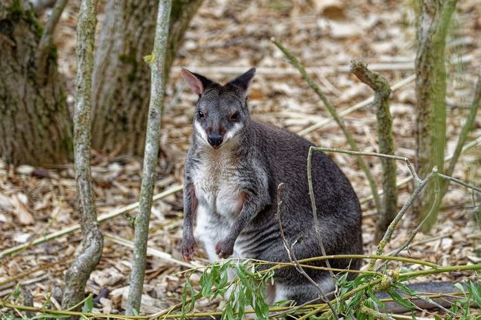 Fauna Australis: Pengertian, Ciri-ciri Dan Contohnya, Lengkap! - Sonora.id