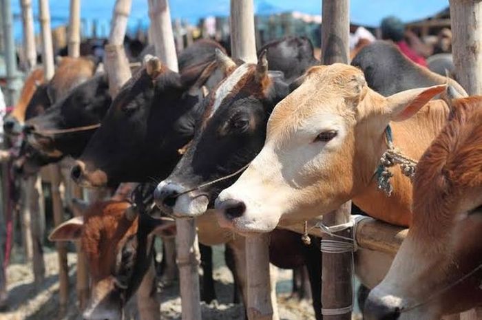 Daftar Harga Kambing Dan Sapi Untuk Kurban Idul Adha 2024 Terbaru ...