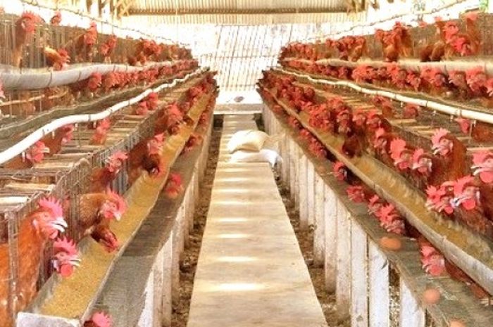 Naiknya Harga Pakan Ayam Diduga Jadi Sebab Harga Ayam Naik Sonora Id