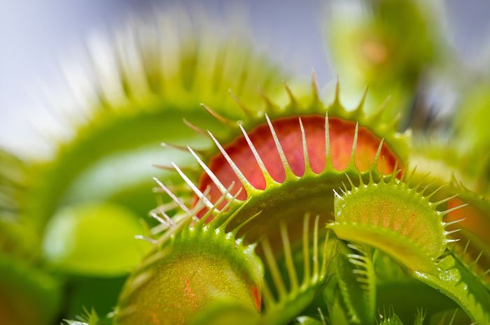 Unique and Beautiful Carnivorous Plants: Cobra Lily, Purple Pitcher Plant, and Yellow Pitcher Plant