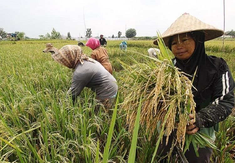 Banjir Rob dan Lahan Pertanian, Siasat Petani di Banjarmasin