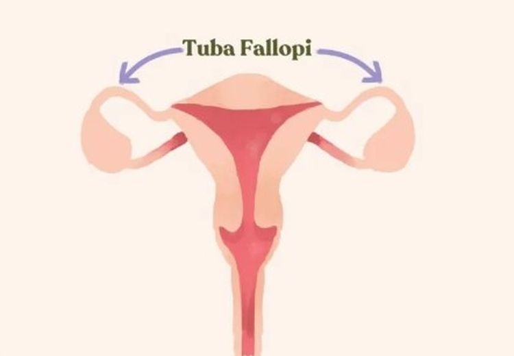 Fungsi Tuba Falopi pada Sistem Reproduksi Wanita 