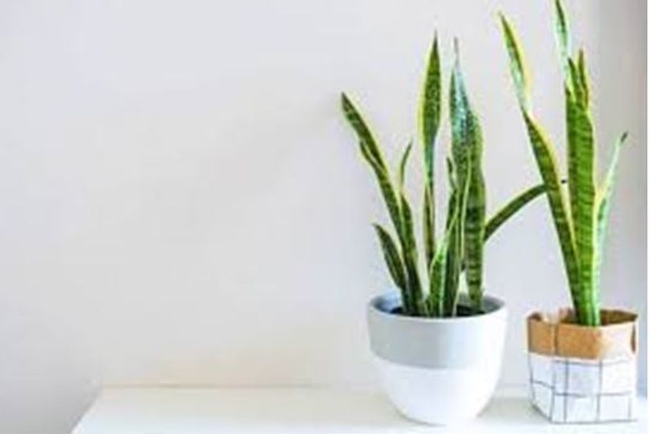 3 Tanaman Hias Ini Dilarang Keras Ada di Depan Rumah Menurut Fengshui, Jangan Sampai Berturut-turut Ditimpa Kesialan dan Bikin Rezeki Seret!