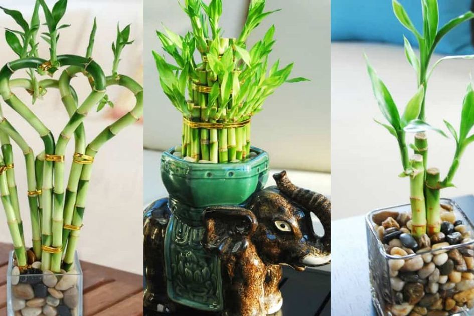 Mau Hoki, 5 Tanaman yang Wajib Ada Di Halaman Rumah Menurut Ilmu Fengshui