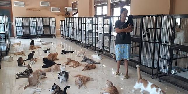 Kisah Tuti Supriapti, Ibu Puluhan Kucing Telantar di Denpasar Bali 