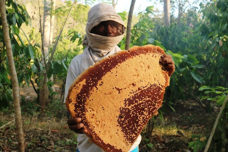 Salah satu pemanen madu hutan Flores di Duntana, Flores Timur, NTT