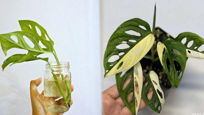 Tanaman hias Janda Bolong atau Monstera adansonii (kiri) dan Monstera adansonii variegata.    