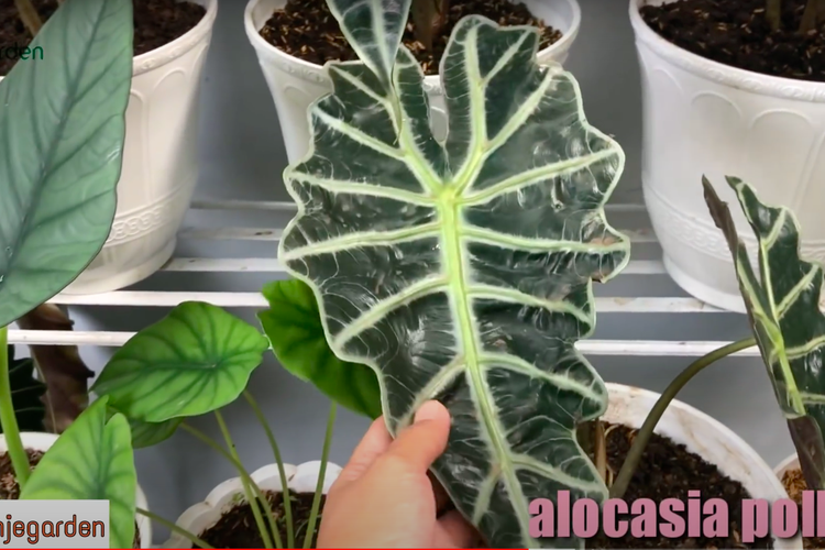 Alocasia Poli mirip dengan Alocasia Amazonica namun cenderung tidak akan tumbuh besar 