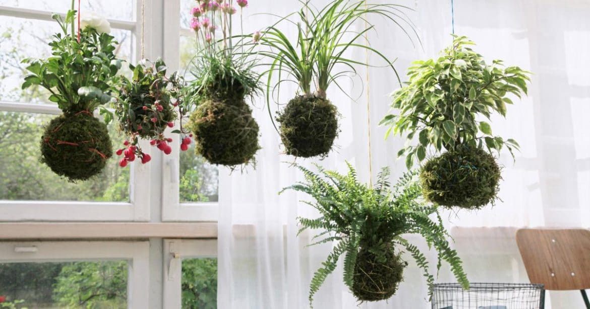 Kokedama