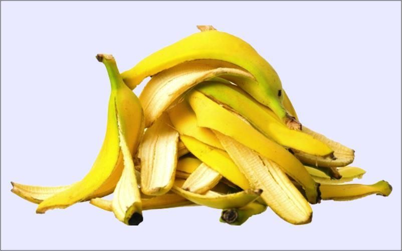  Mitos  Atau Fakta Kulit Pisang  Bisa Buat Tanaman Hias 