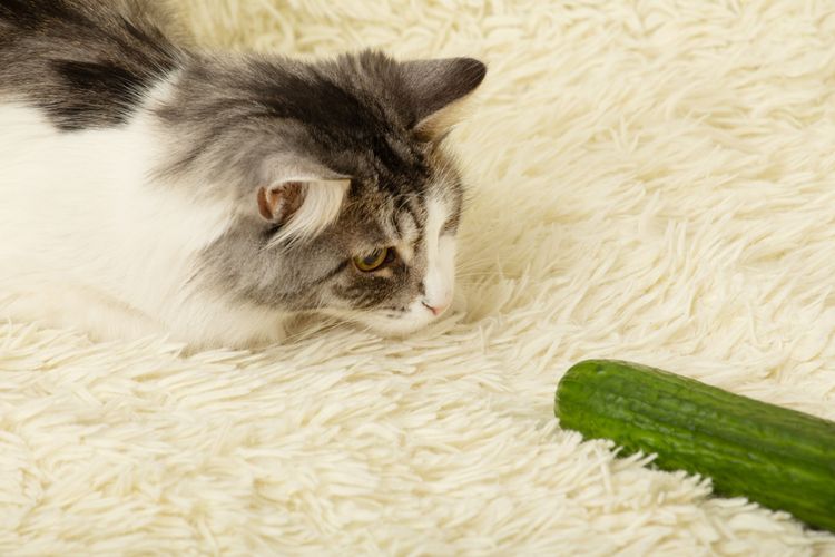 Ilustrasi kucing takut pada timun