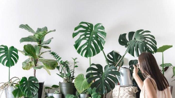 Merawat tanaman hias jada bolong  ( monstera )