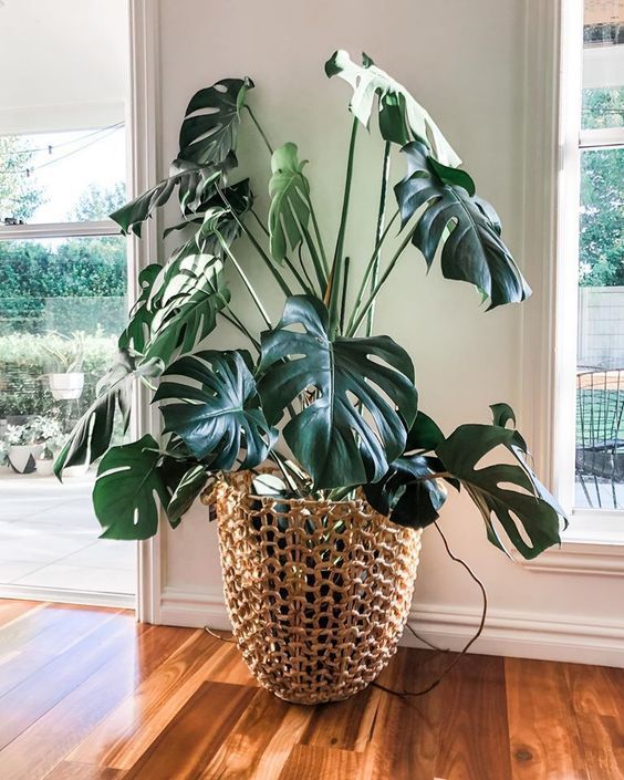 Monstera deliciosa 