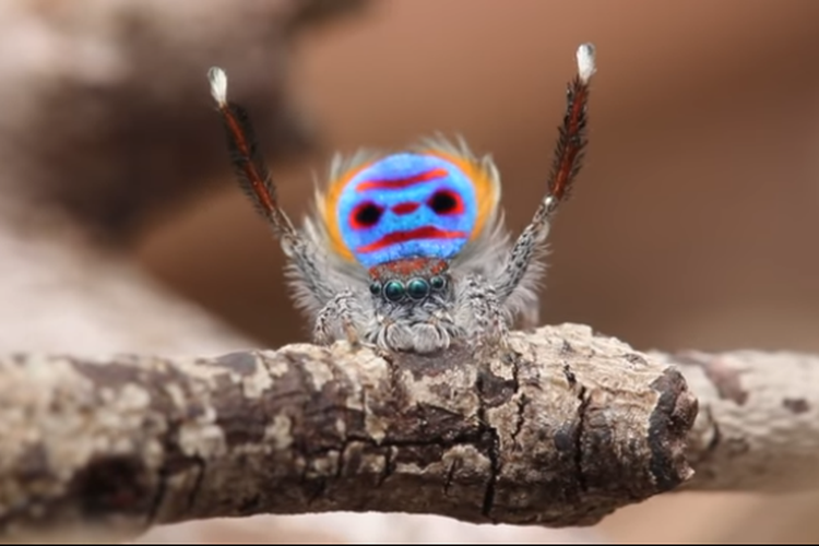 Ilustrasi Jenis Laba-laba merak (Maratus speciosus)  