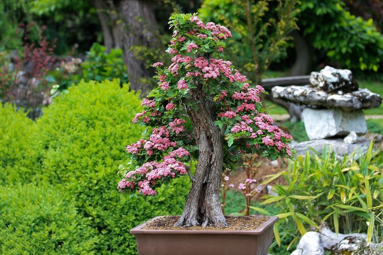 Tanaman bonsai