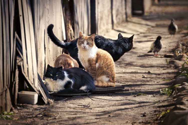 Perhatikan Dulu 5 Hal Berikut ini Jika Ingin Pelihara Kucing 