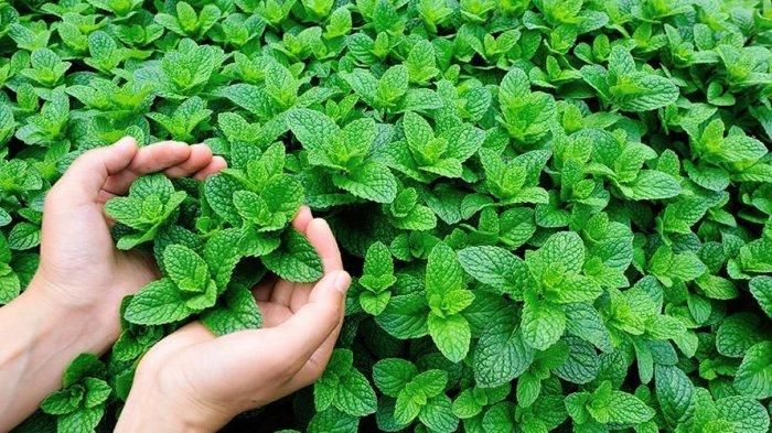 Daun mint