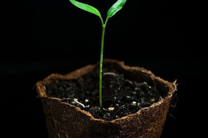 Menanam kangkung harus memilih biji yang berkualitas