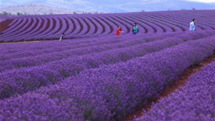 Beginilah indahnya lahan perkebunan milik Bridestowe Lavender Estate, Tasmania di saat bunga-bunga lavender bermekaran di bulan Januari.   