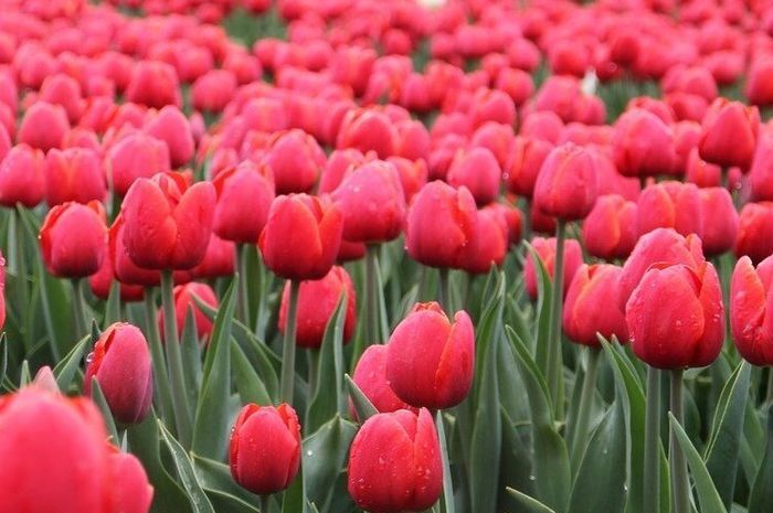 Ini 5 Fakta Menarik Bunga Tulip Pernah Jadi Bunga Termahal Di Belanda Semua Halaman Bangka Sonora Id