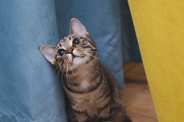Kucing bisa menunjukkan kebahagiannya kepadamu jika dirawat dengan baik.