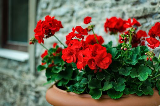 Red garden geranium flowers in pot , close up shot / geranium flowers. pelargonium
