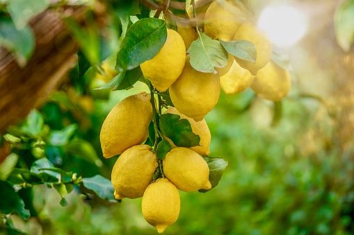 ada tips saat menanam lemon dari biji.