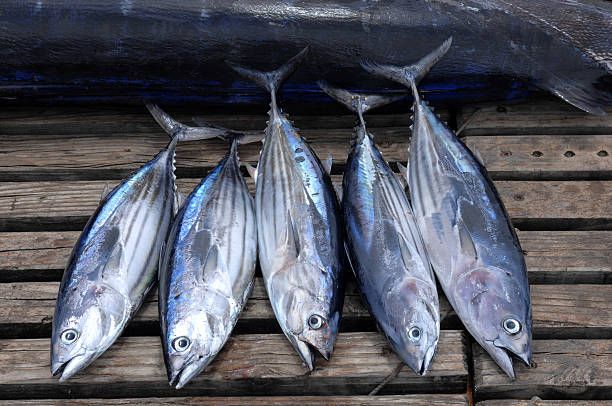 Banyak Manfaat Ikan Cakalang Untuk Tubuhselain Bernutrisi Salah Satunya Cegah Anemia Bangka 