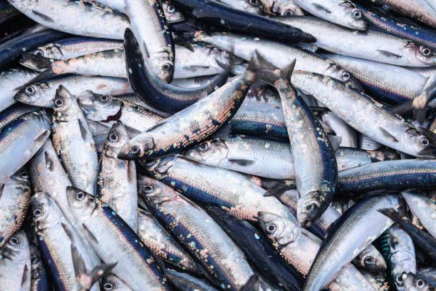 Ikan sarden adalah salah satu makanan yang dianjurkan untuk dikonsumsi setelah vaksin COVID.19.