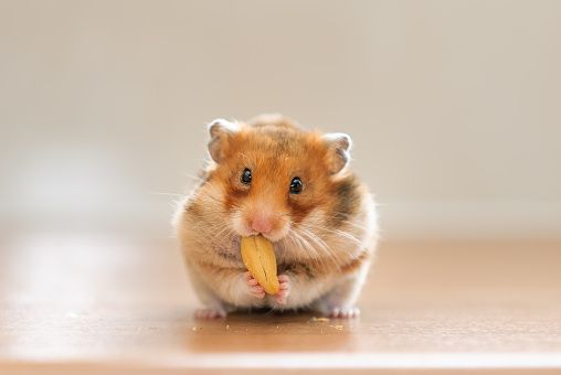 Hamster, tikus kecil kesukaan anak-anak.