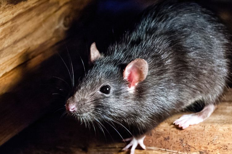 Ilustrasi tikus