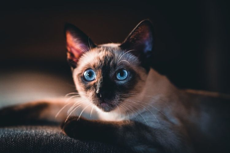 Ilustrasi kucing Siam(Unsplash/Felix Mittermeier) 