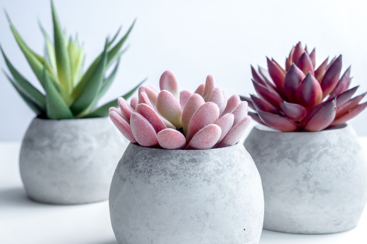 Ilustrasi tanaman sukulen Echeveria laui (tengah) dengan daun berwarna pink. (SHUTTERSTOCK/TETE_ESCAPE) 
