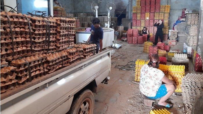 Terlihat para pekerja sedang menyoltir telur ayam di gudang distributor telur ayam milik Acan di Kota Pangkalpinang, Senin (10/1/2022).  